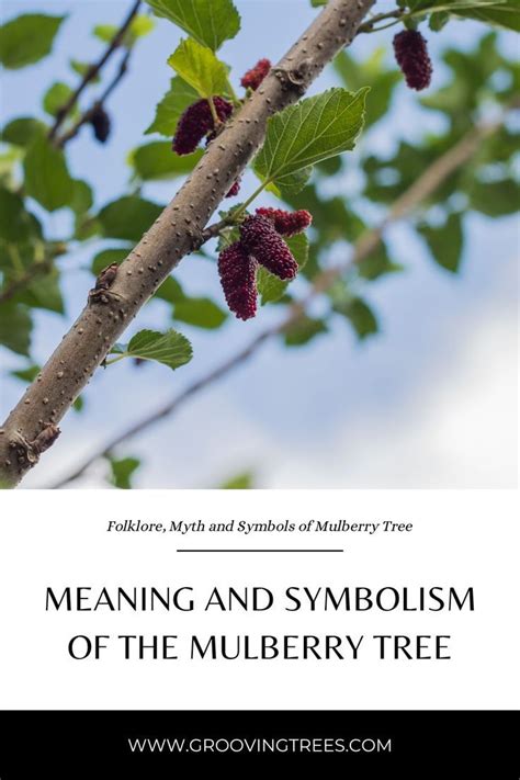 Exploring the Historical and Cultural Significance of Mulberries