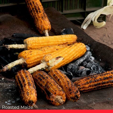 Exploring the History and Cultural Significance of Roasted Maize