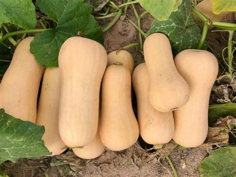 Exploring the History and Origins of Ivory-Colored Squashes