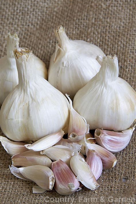 Exploring the History of the Pungent Bulb: A Journey into the Aromatic World of Allium Sativum