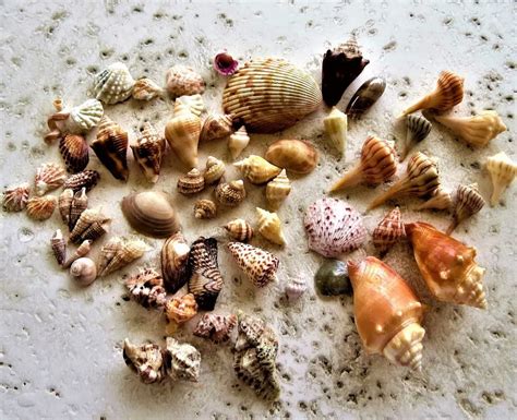 Exploring the Ideal Destinations for Uncovering Seashell Treasures