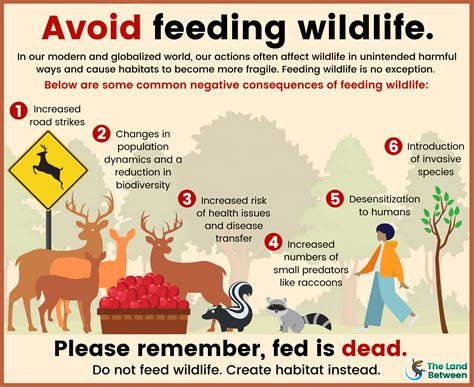 Exploring the Impact of Feeding Wildlife on their Natural Behavior