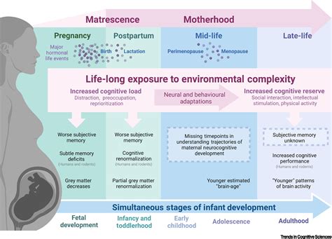 Exploring the Impact of Maternal Cognitive Changes on Mother-Child Bonding