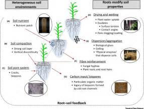 Exploring the Impact of Soil Health on Plant Growth and Development