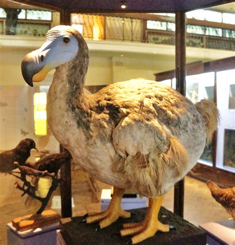 Exploring the Impact of the Dodo Bird's Extinction