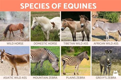 Exploring the Importance of Equines