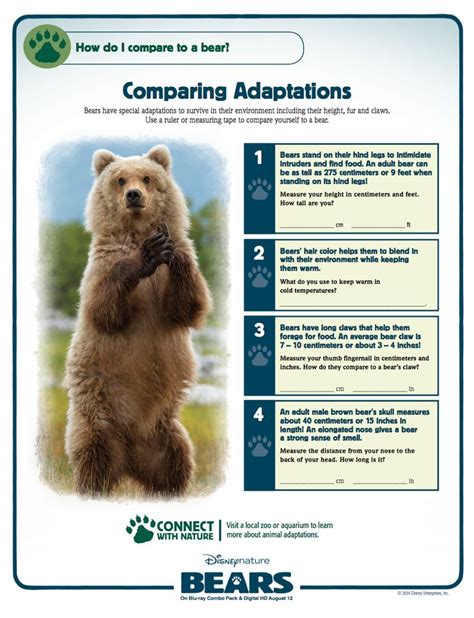 Exploring the Incredible Adaptations of Bears