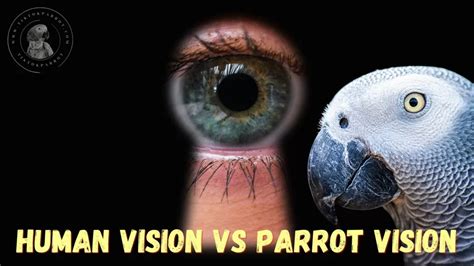 Exploring the Insightful Lessons from Parrot Visions for Personal Development