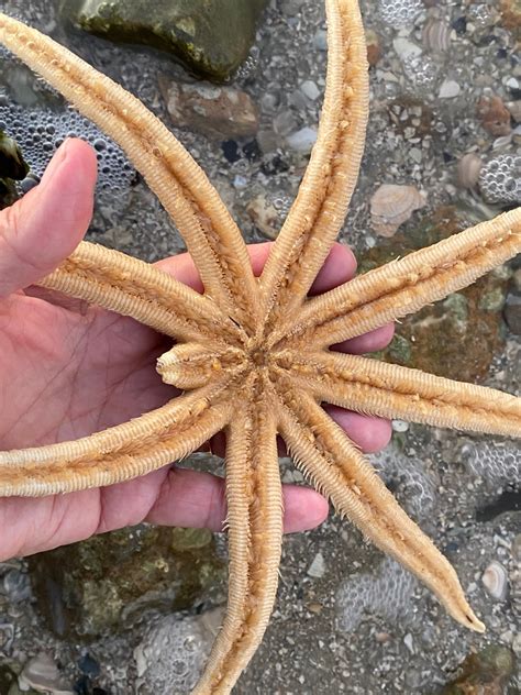 Exploring the Inspirational Power and Versatility of Starfish