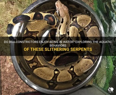 Exploring the Interplay Between Serpents and Aquatic Environments