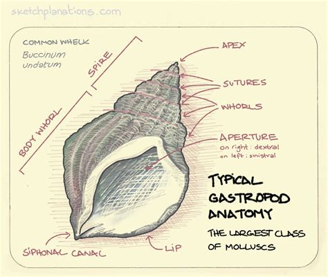 Exploring the Intricate Anatomy of a Gastropod