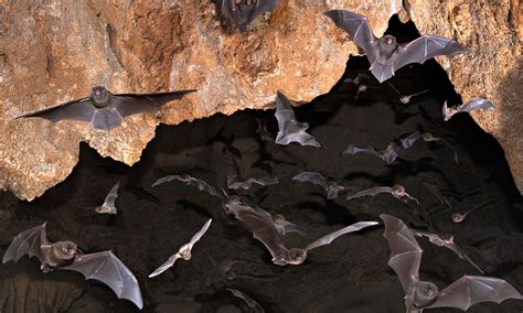 Exploring the Intricate Ecosystem of Bat Caves