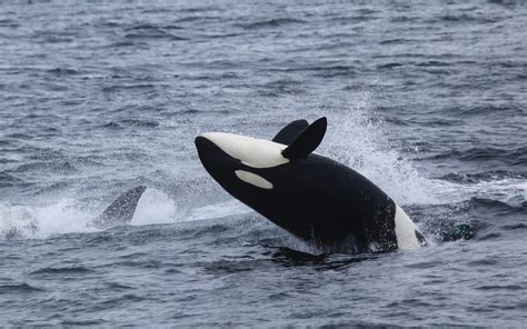 Exploring the Intriguing Behavior of Orcas in Their Natural Environment