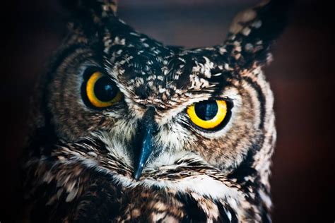 Exploring the Intriguing Connection between Nighttime and the Fascinating World of Owl Dreams