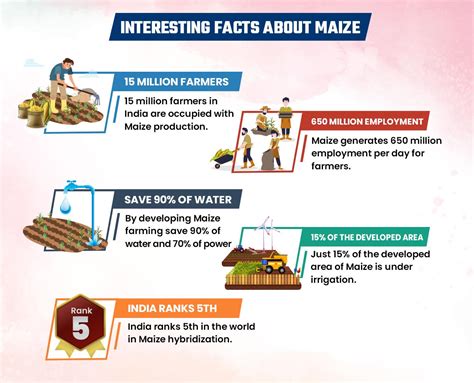 Exploring the Intriguing Realm of Maize