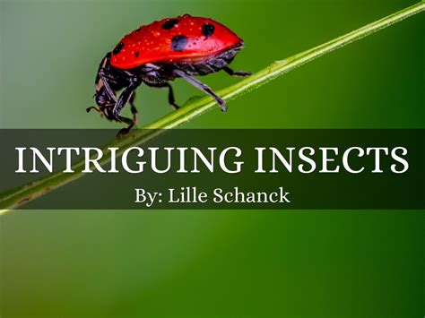 Exploring the Intriguing Urge to Consume Insects