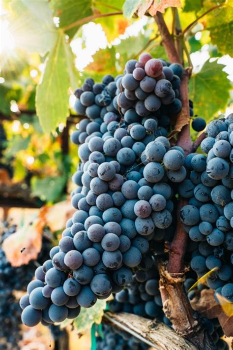 Exploring the Journey: Unveiling the Fascinating Transformation of Grapes