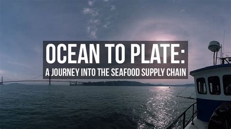 Exploring the Journey of Shrimp: From Ocean to Plate