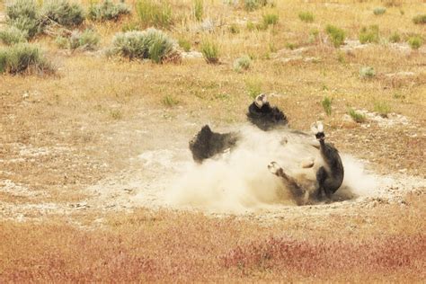 Exploring the Language of Nature: Decoding the Traces Left Behind by Wildlife