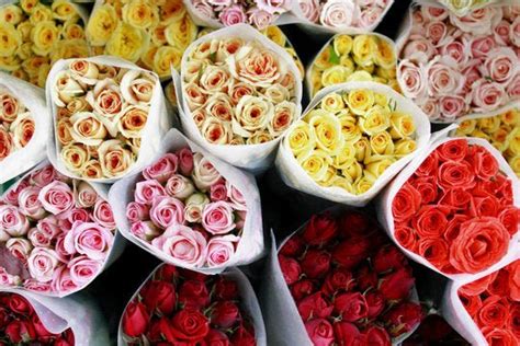 Exploring the Language of Roses: Decoding their Captivating Messages