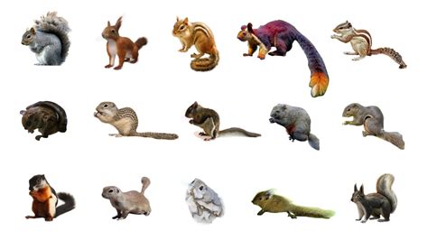 Exploring the Language of Squirrels