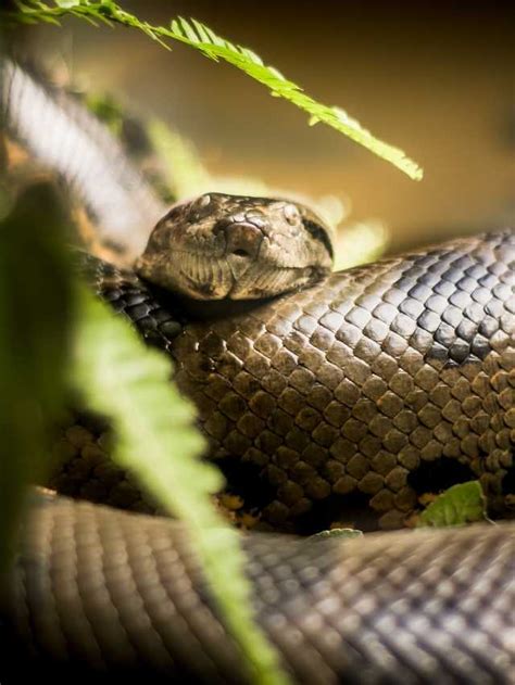 Exploring the Link Between Anaconda Dreams and Relationships