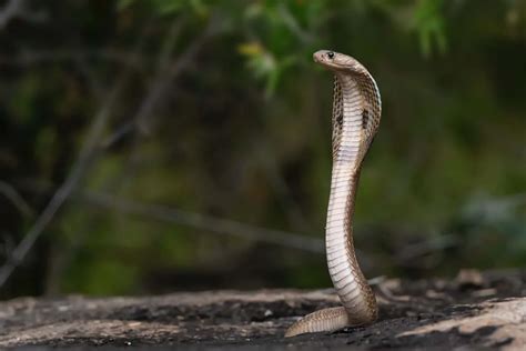 Exploring the Links between Serpent Bites and Personal or Emotional Obstacles