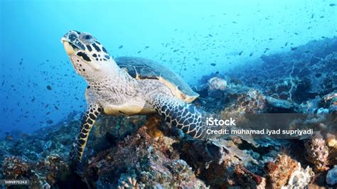 Exploring the Magnificence of Marine Life: Breathtaking Encounters at Sea