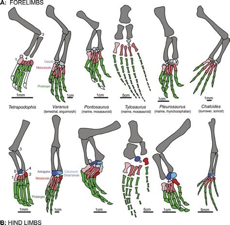 Exploring the Meaning behind Imagining a Reptile on Your Lower Limb