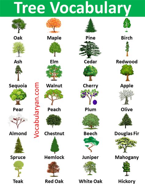 Exploring the Meaning of Tree Dreams through Different Tree Species