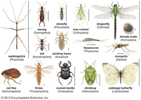 Exploring the Meanings of Various Types of Insect Offspring in Dreams