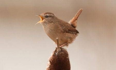 Exploring the Melodies of Nature: Deciphering the Varied Songs and Calls of Birds throughout the Day