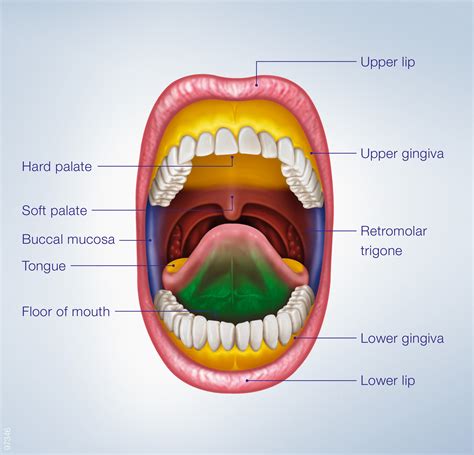 Exploring the Metaphorical Significance of the Oral Structure