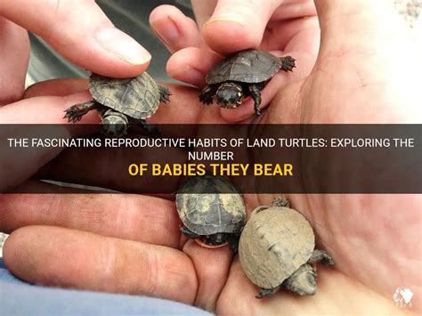 Exploring the Mighty Turtle as a Potent Representation of Fertility