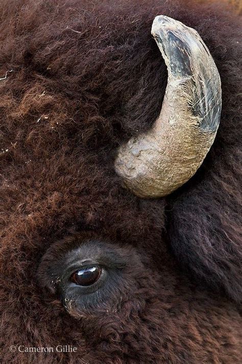 Exploring the Modern Applications of Bison Horns in Native American Communities