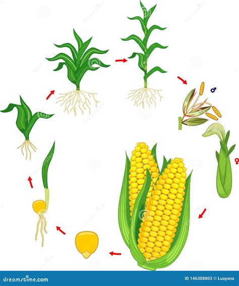 Exploring the Mysteries of Maize Plant Growth