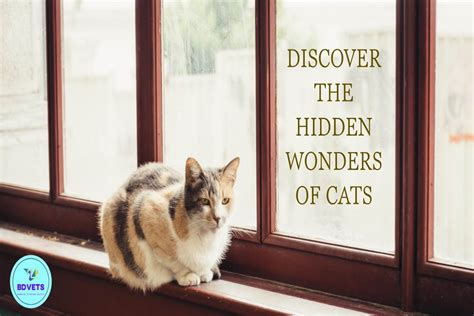 Exploring the Mysteries of a Sunlit Feline Visitor in Your Abode