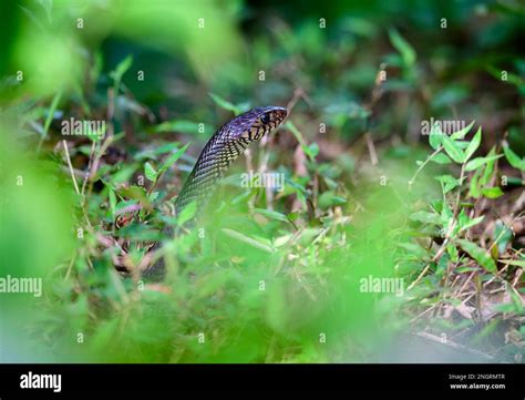 Exploring the Mysterious Nature of Behavior in Captivating Serpents