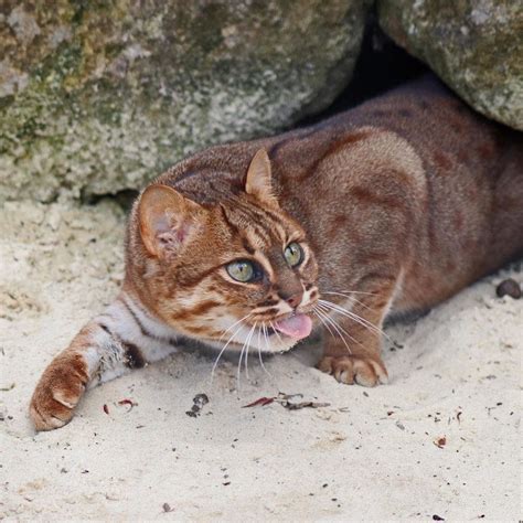 Exploring the Mysterious Realm of Ivory Spotted Cats