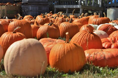 Exploring the Mystical Allure of the Pumpkin Patch