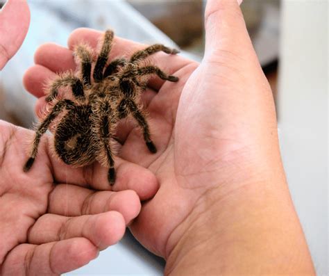 Exploring the Mystical Significance Behind Dreaming of a Massive Chestnut Arachnid