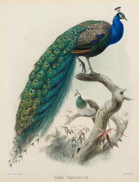 Exploring the Mythical Origins of the Peacock