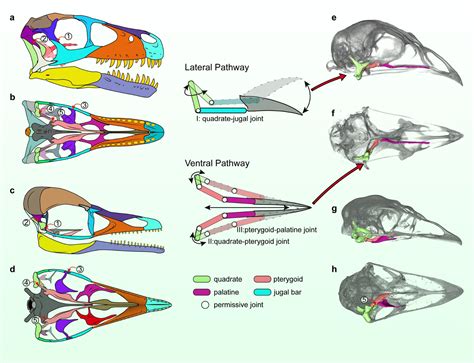 Exploring the Mythical Significance and Interpretations of Avian Cranial Bones