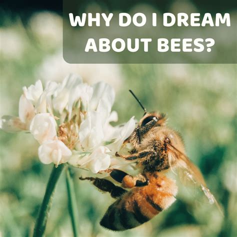 Exploring the Negative Connotations Associated with Bees in the Analysis of Dreams