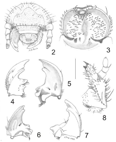 Exploring the Negative Connotations of Envisioning Larvae in Palm