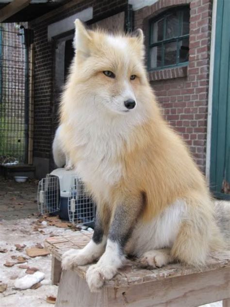 Exploring the Net Worth of Siberian Fox