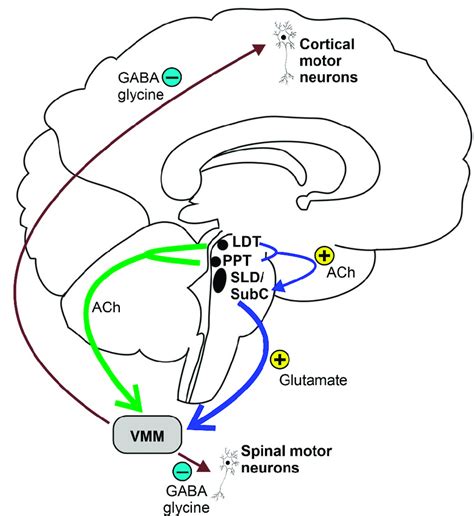 Exploring the Neural Mechanisms Underlying Ceramic Facial Vision during the Sleep State