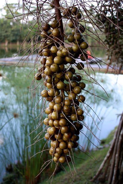 Exploring the Origins and History of Guinep