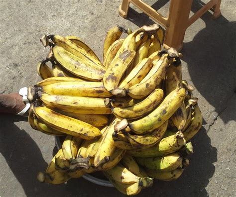 Exploring the Origins and History of Plantains