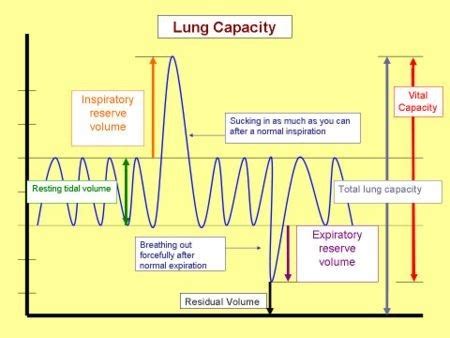 Exploring the Origins of Limited Breath Capacity